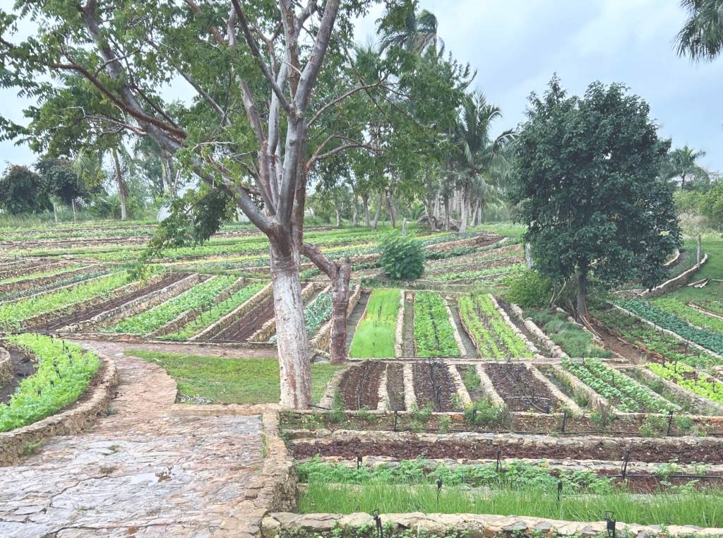 The Finca Marta Farm in Cuba. (David Zirnhelt photo)